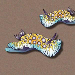 dorid-nudibranchs2