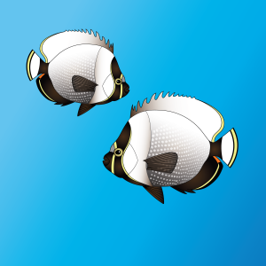 reticulated-butterflyfish3