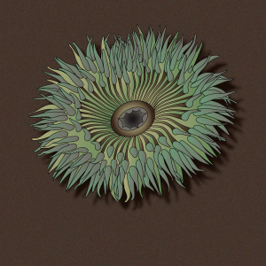 sunburst-anemone
