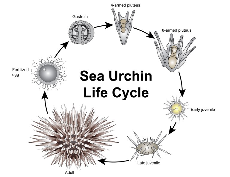 urchin-life-cycle